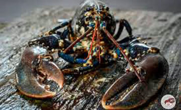 Restaurant l'Ecrin des saveurs langouste homard fruits de mer poisson
