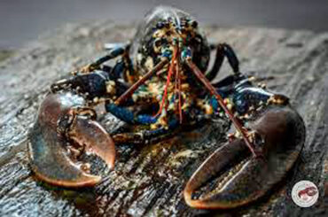Restaurant l'Ecrin des saveurs langouste homard fruits de mer poisson