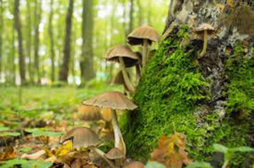 Restaurant l'Ecrin des saveurs champignons
