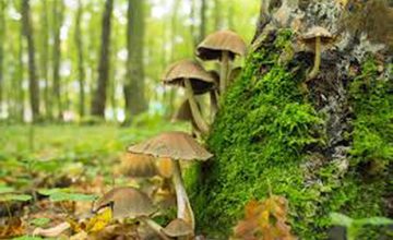 champignons site 2