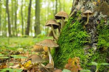 champignons site 2