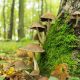 champignons site 2